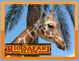 rio_safari