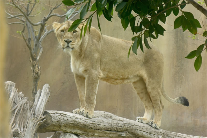 asia leona asiatica jasdon abr08