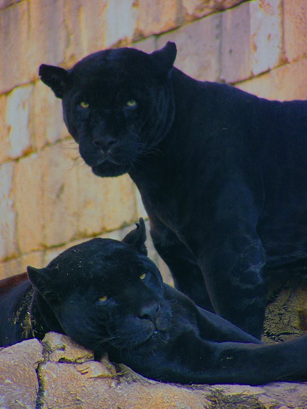 jaguarsunset