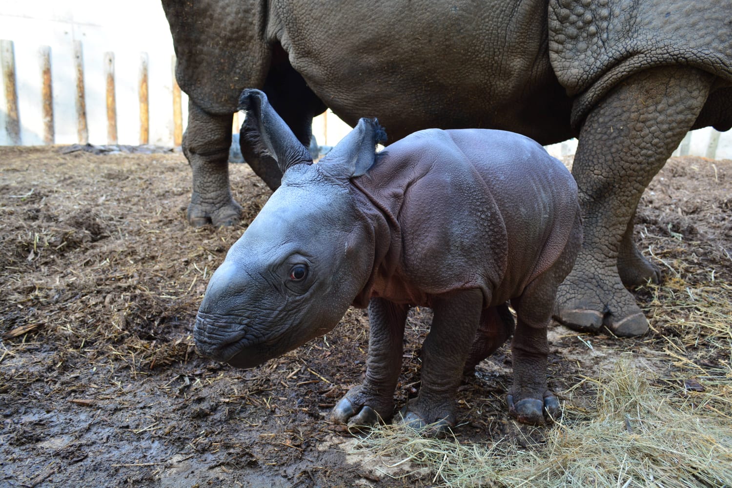 rino 5