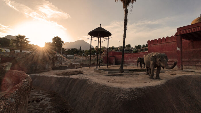 Eclipse Elephants Terra Natura Benidorm eclipse elefantas Terra Natura Benidorm